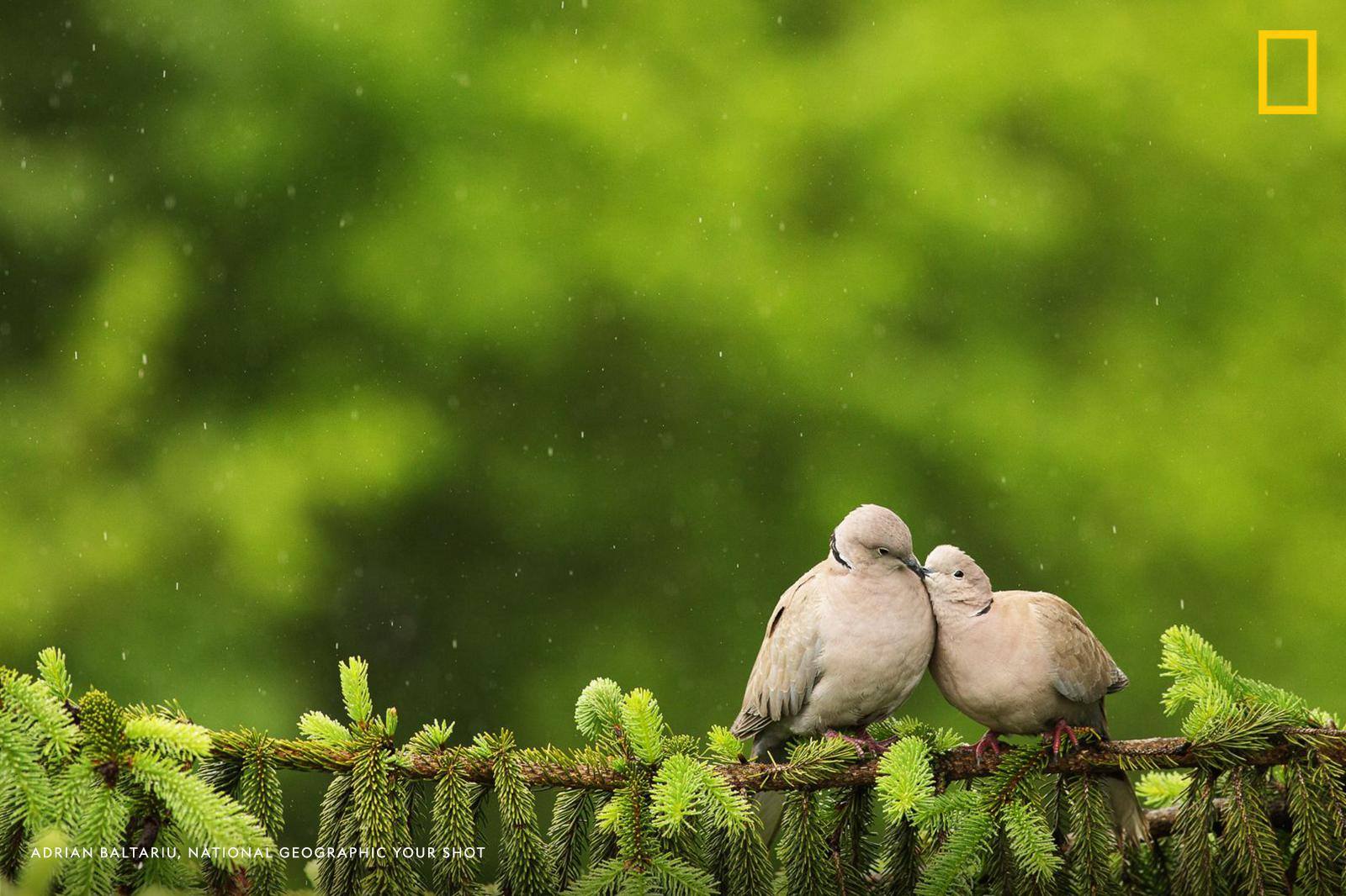 Your Shot Photographer Adrian Baltariu captured this wonderful moment of two doves cuddling on a tree branch in the rain. https://on.natgeo.com/2XxfYEu