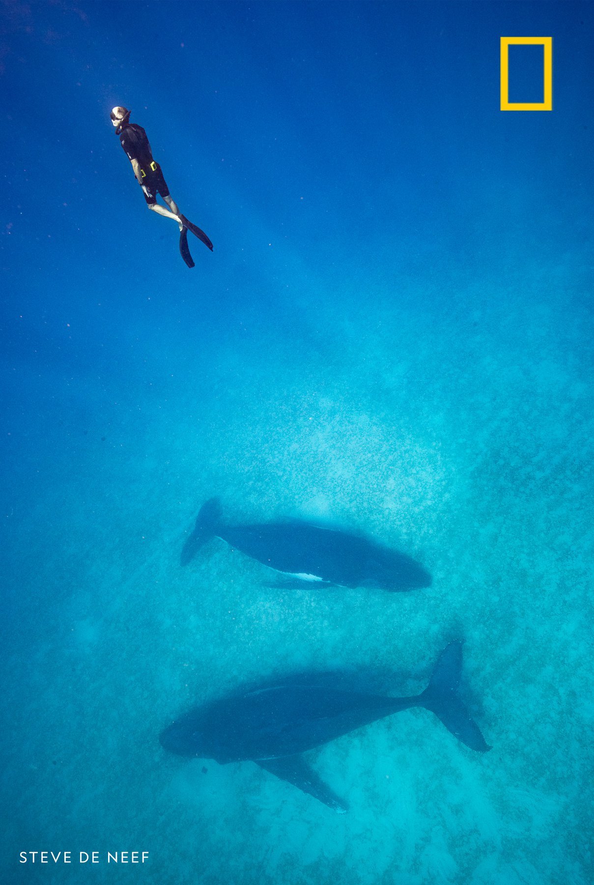On assignment for NatGeo, Brian Skerry swims with humpback whales in the South Pacific. In our podcast "Overheard" Skerry tells us about the burgeoning study of “whale culture”—and why these super smart cetaceans may have a lot more in common with us than we'd ever imagined. https://on.natgeo.com/overheard