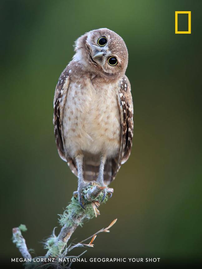 Your Shot photographer Megan Lorenz captured this charming portrait of a burrowing owlet in Florida. How would you caption this photo? https://on.natgeo.com/2Xjpk5U