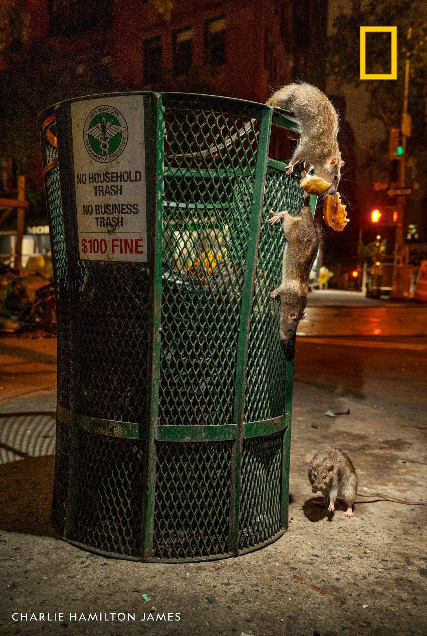 Rats have adapted over the millennia to survive and thrive in human company, much to our amazement and disgust. Meet an urban rodentologist in our podcast "Overheard"—and maybe gain a new appreciation for these resilient creatures. https://on.natgeo.com/2Xxu9fZ