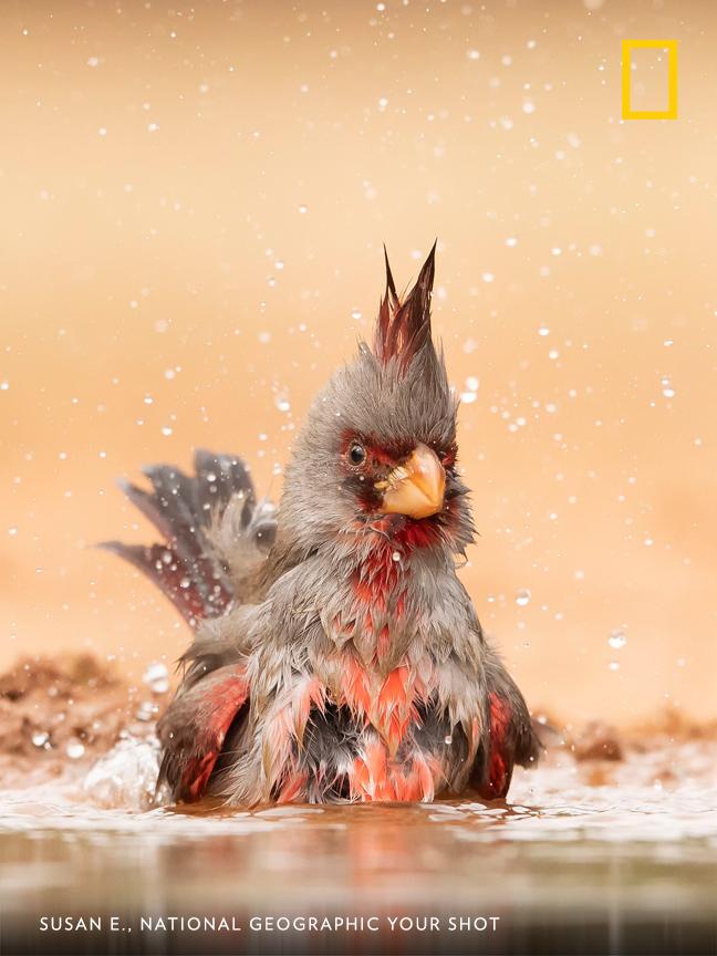 Your Shot photographer Susan E. documented this pyrrhuloxia, also known as a desert cardinal, as it took a soak on a hot day in southern Texas. https://on.natgeo.com/2XvFmJI