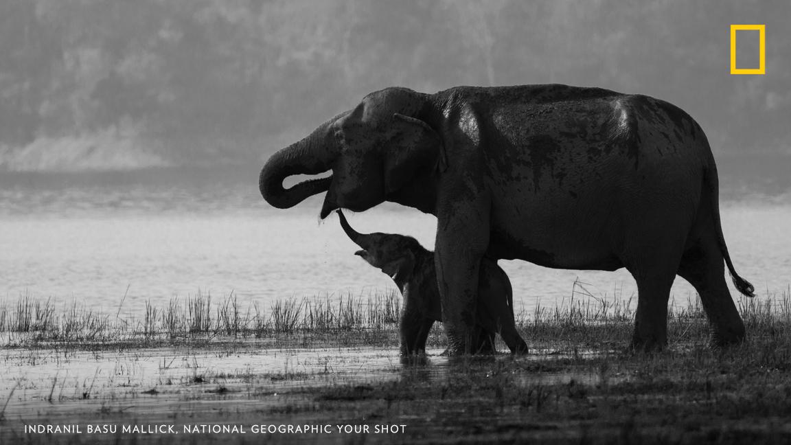 "I was fortunate just at the right place when I visited Jim Corbett National Park," writes Your Shot photographer Indranil Basu Mallick. "The beautiful bond that was exhibited by the duo is etched in my memory for a lifetime." https://on.natgeo.com/32WHcHN