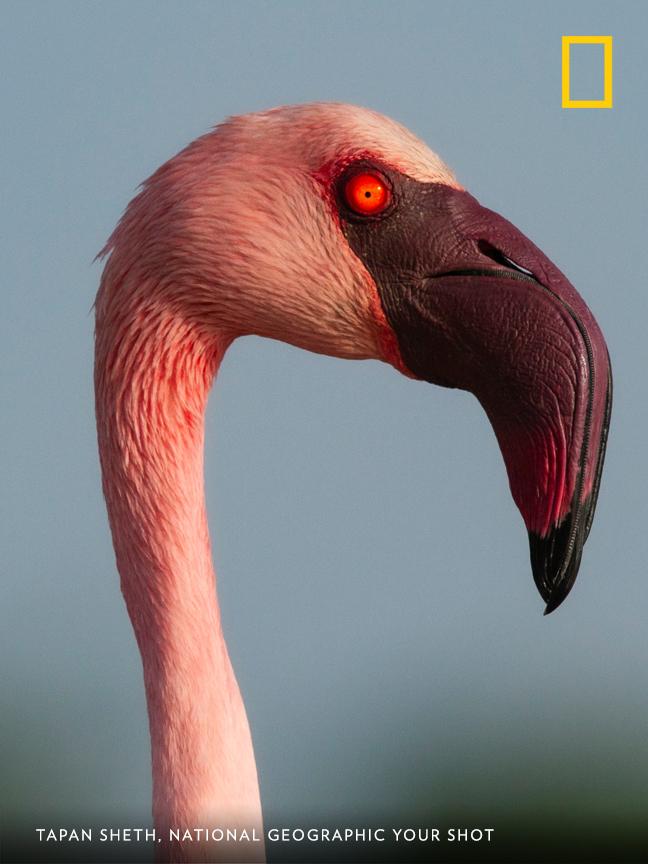 Your Shot photographer Tapan Sheth made this striking portrait of a lesser flamingo. Lesser flamingos are the smallest flamingo of the six different flamingo species. https://on.natgeo.com/2JYkyWK