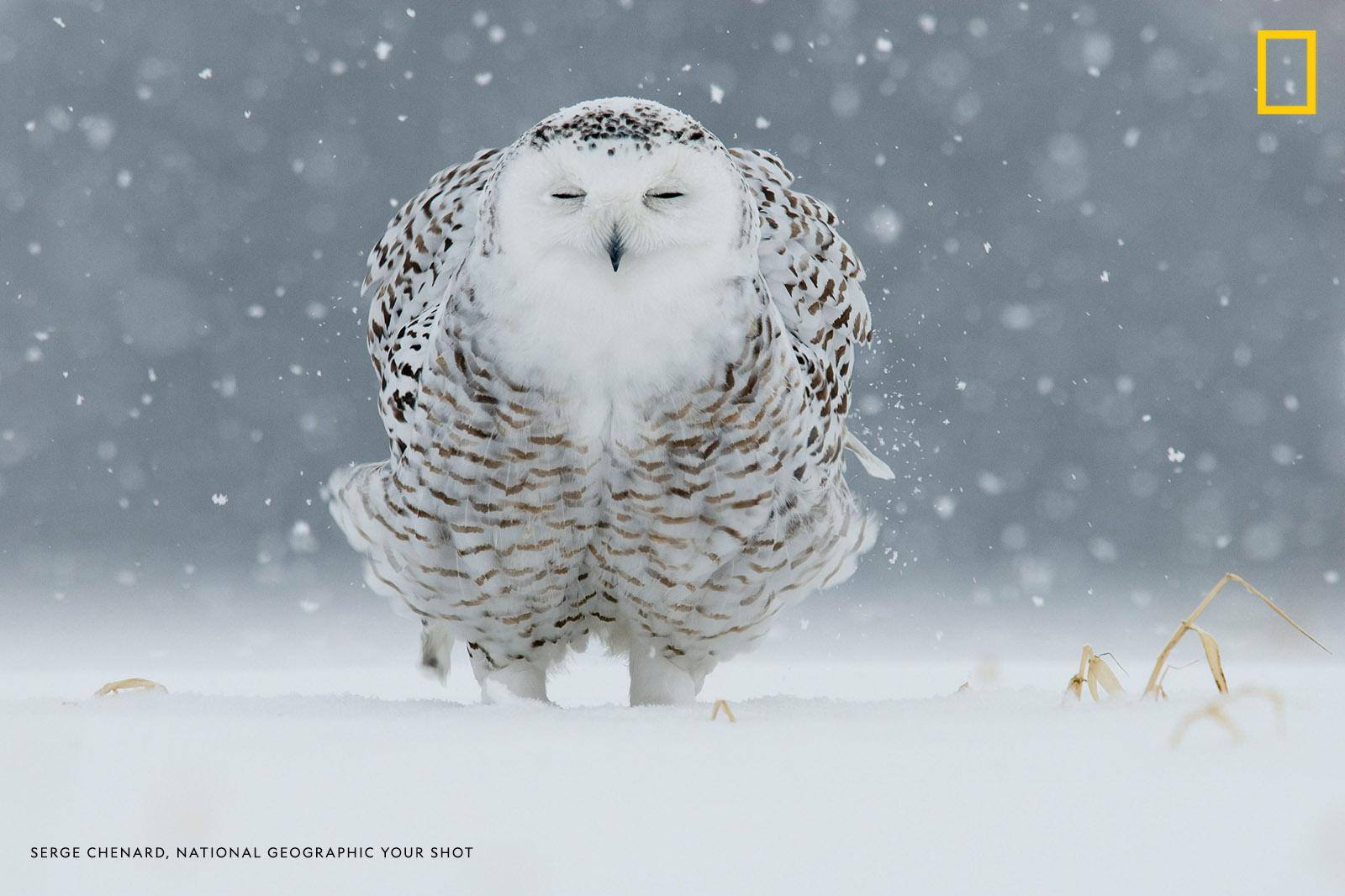 "I crawled very slowly on the ground, only a short distance," writes Your Shot photographer Serge Chenard. "Suddenly, the snow begins, and once I was able to stabilize my camera on the ground, I documented this beautiful scene." https://on.natgeo.com/2JX5ny2