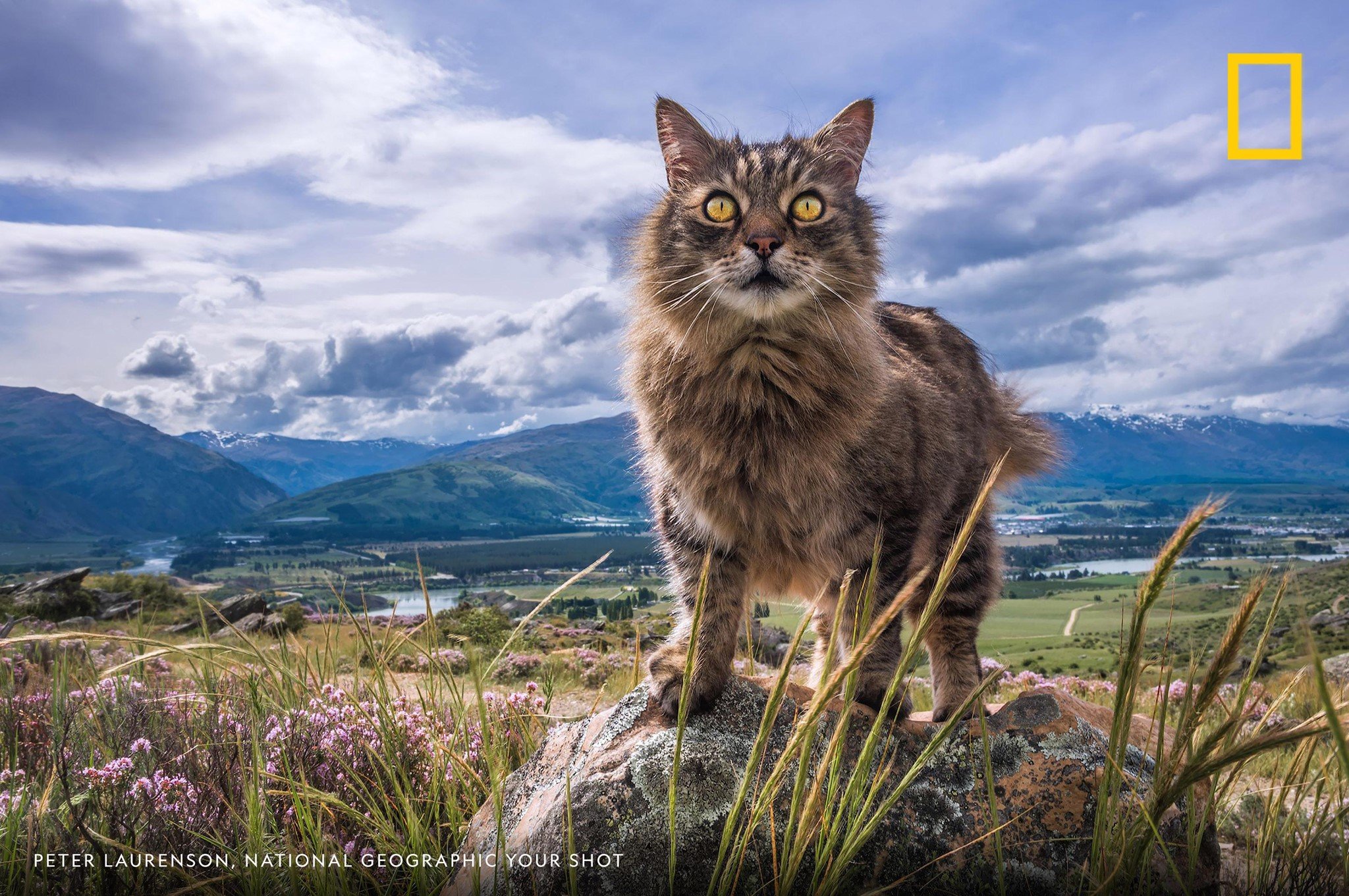 Happy International Cat Day! "Scruff keeps an eye on things from his high country perch [in] Bannockburn, Central Otago, New Zealand," writes Your Shot photographer Peter Laurenson. What's your fearless feline's favorite perch? https://on.natgeo.com/2YRdggO
