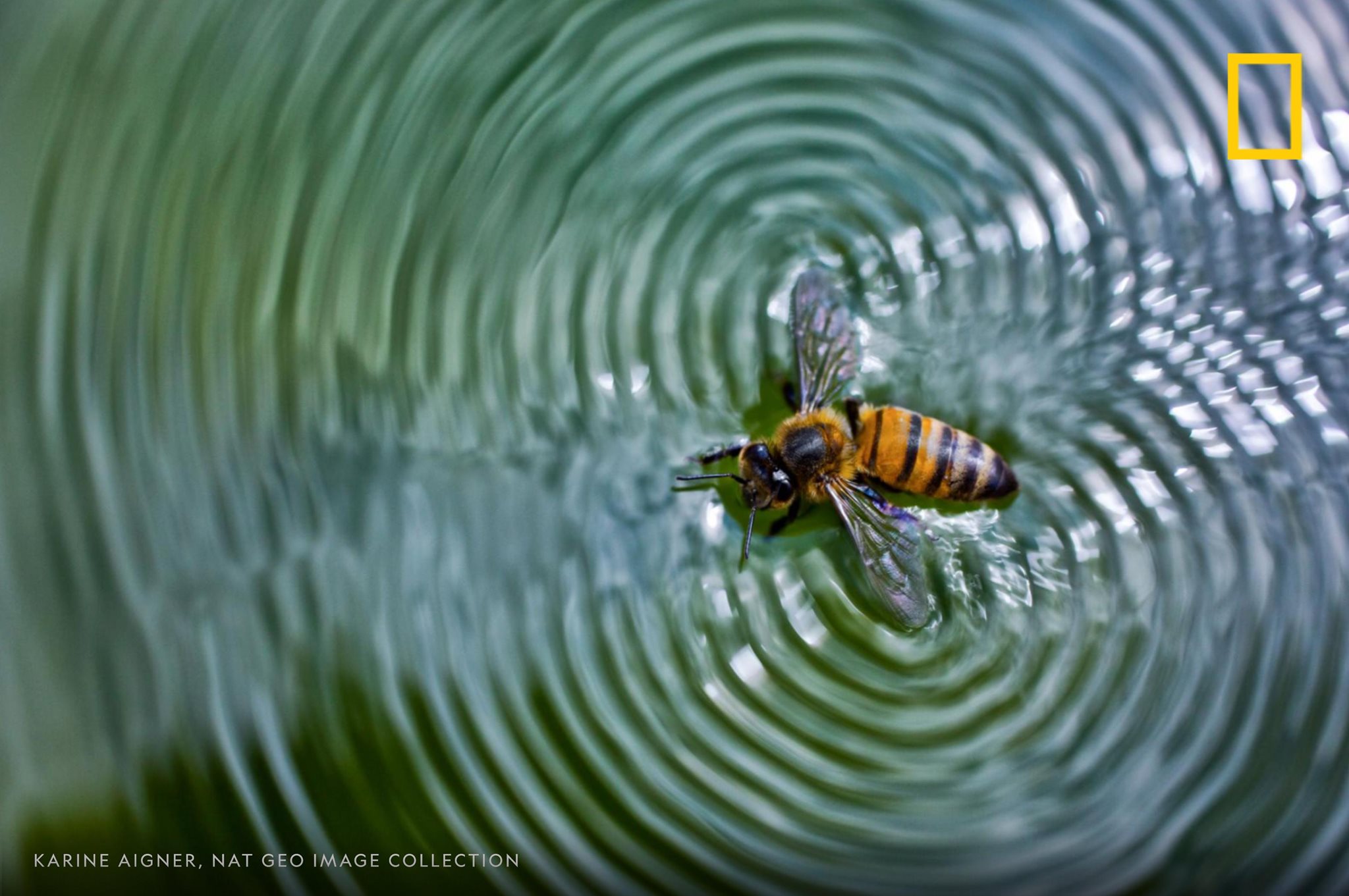 Just like every other living thing, honeybees need water to survive. During the summer, a hive needs at least a liter of water per day. #NationalHoneyBeeDay https://on.natgeo.com/31D80LE