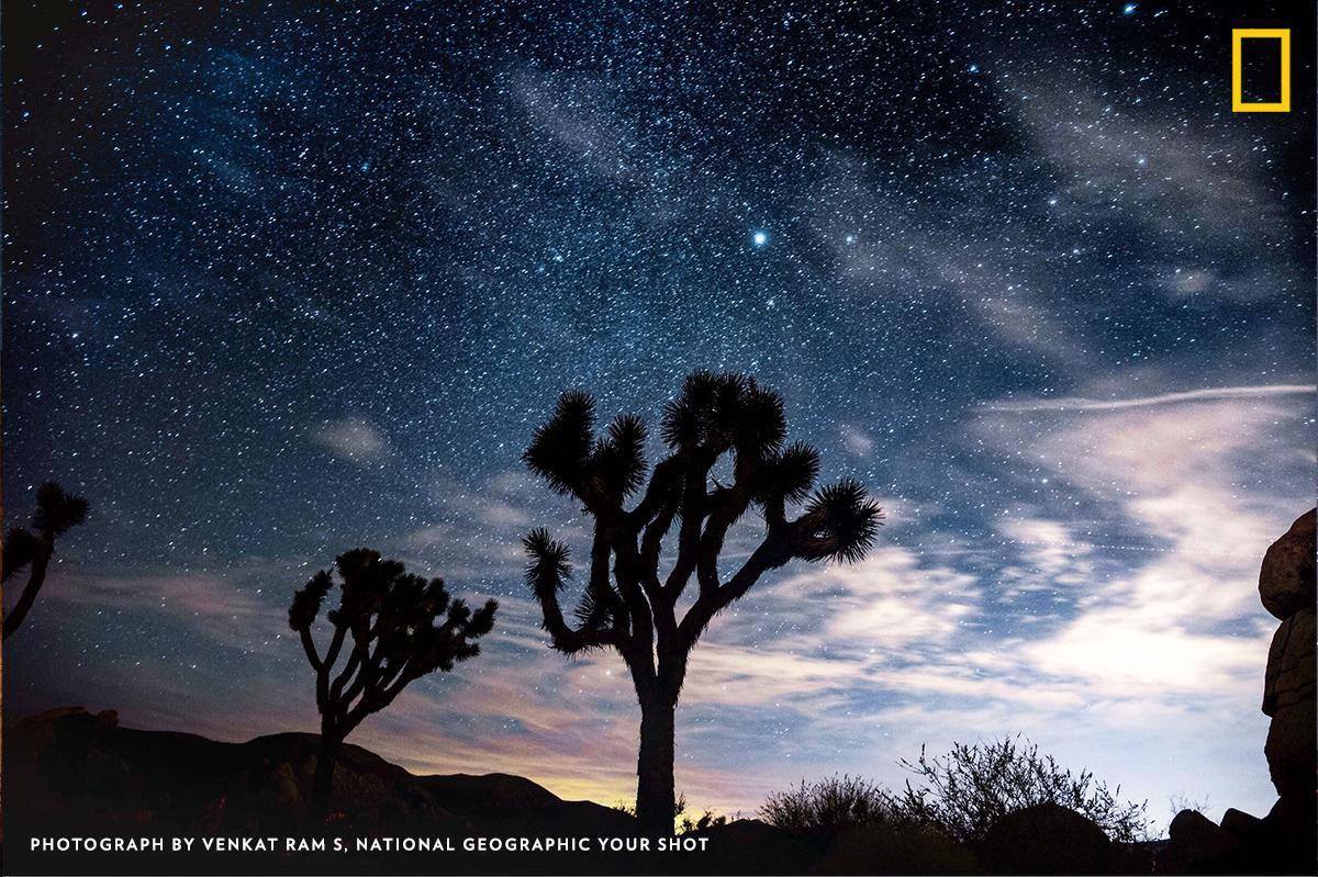 See the iconic Joshua trees—in the national park by the same name—silhouetted against a perfect night sky in this photo by Your Shot photographer Venkat Ram S. https://on.natgeo.com/2KSPida