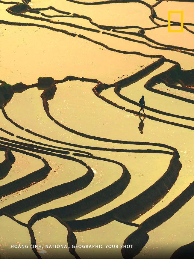 Photographer Hoàng Linh trekked partway up a mountain in northwestern Vietnam’s Lao Cai province to get this bird’s-eye view of the terraced rice fields flooded by the rainy season. https://on.natgeo.com/2ZEkvsR